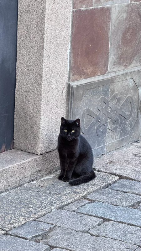 #log嘉定古镇，塔，秋浦园的黑猫