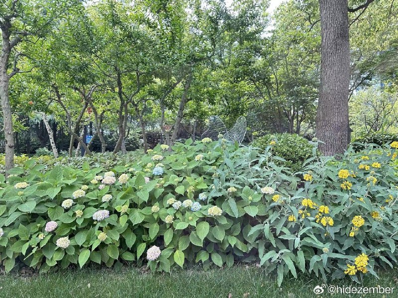 #那些我们不知道名字的花#via Weibo#那些我们不知道名字的花#via Weibo