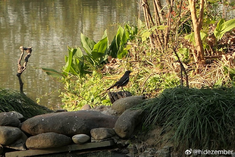 冬日，湿地walkvia Weibo冬日，湿地walkvia Weibo