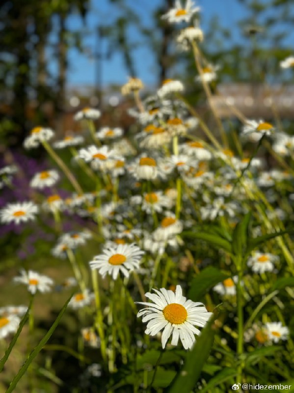 🐶🐣散步via Weibo🐶🐣散步via Weibo