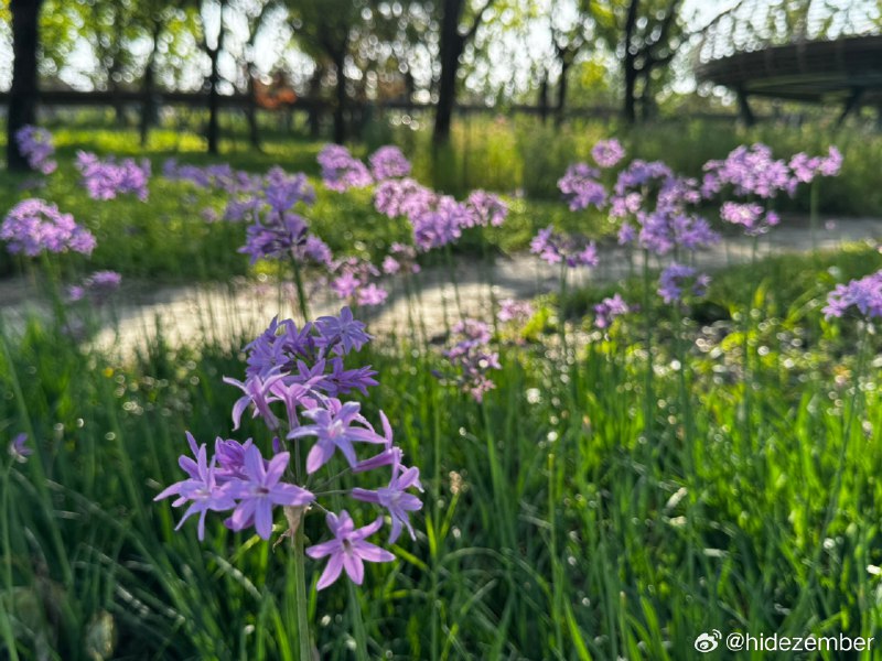 🐶🐣散步via Weibo🐶🐣散步via Weibo