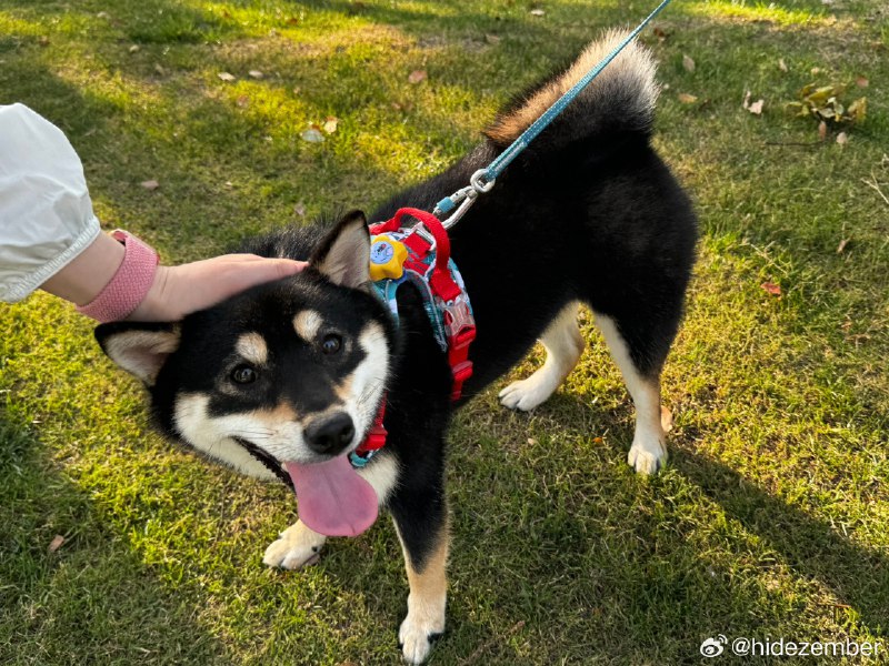 🐶🐣散步via Weibo🐶🐣散步via Weibo