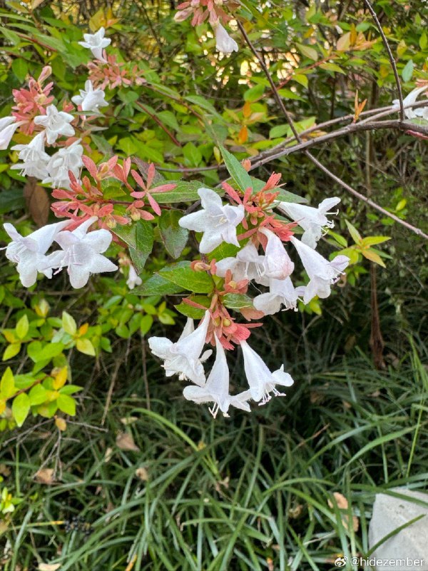 冬日，湿地walkvia Weibo冬日，湿地walkvia Weibo