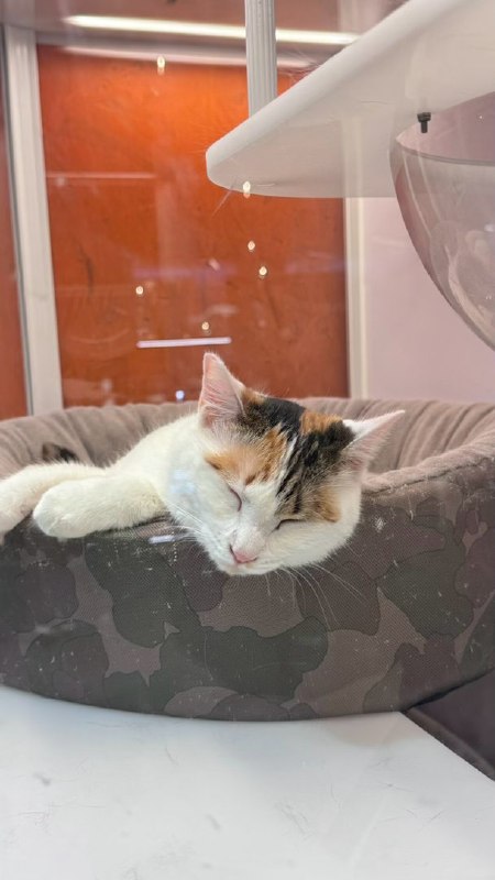 #log猫猫睡觉#log猫猫睡觉