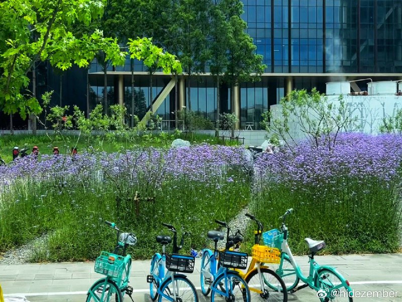 早上看到公司楼下有一片紫色的花via Weibo