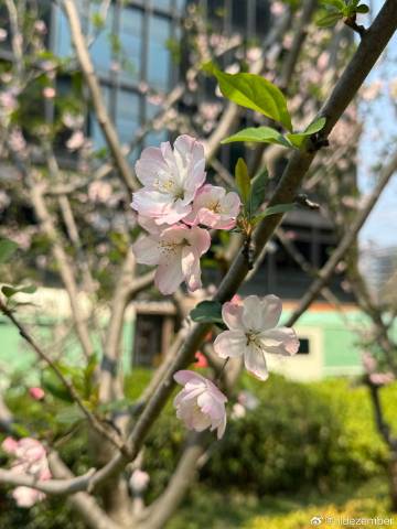 早上把手冲咖啡的工具带到公司去，磨豆器效率超级慢，在茶水间嗡嗡作响，制造噪音特别不好意思