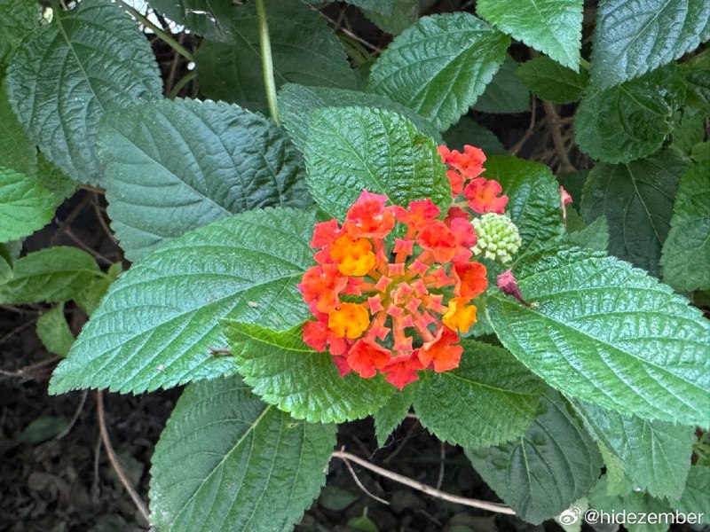 和老朋友们相聚的周末愉快的结束via Weibo和老朋友们相聚的周末愉快的结束via Weibo