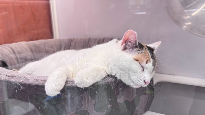 #log猫猫睡觉#log猫猫睡觉