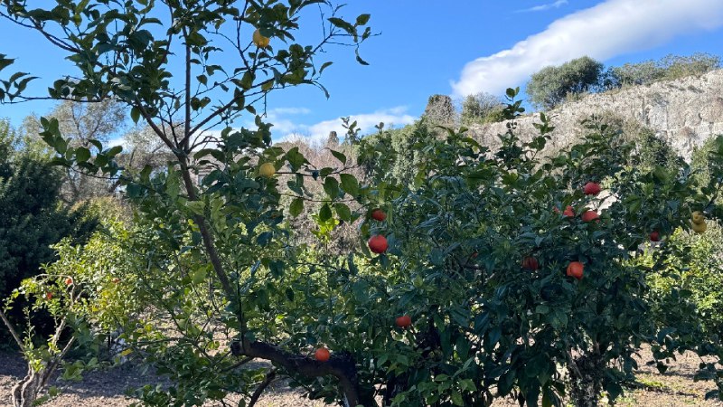 #log这次来西西里带的香水是卡普里岛橙和地中海花园