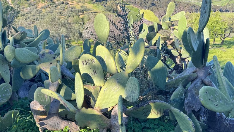 #log西西里岛满地的仙人掌